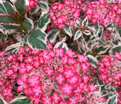 Hydrangea "Euphoria Pink"