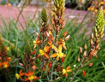 Bulbine frutescens "Medicus"