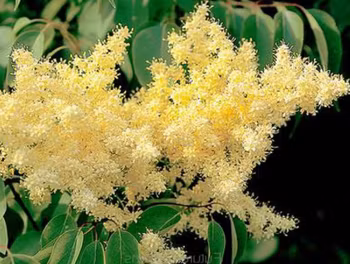 Syringa reticulata subsp. pekinensis ‘Yellow Fragrance’