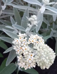 Buddleja 'Silver Anniversary'