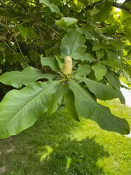 Magnolia tripetala – Paraplymagnolia