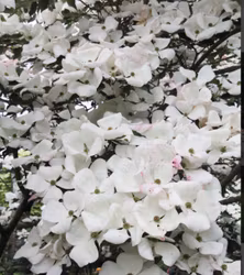 Blomsterkornell 'Venus' (Cornus x elwinortonii 'Venus')