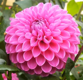 Mary's Jomanda