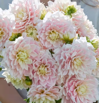 Truly Scrumptious