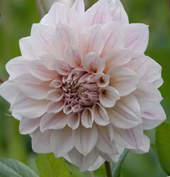 Titan Ballerina Blush