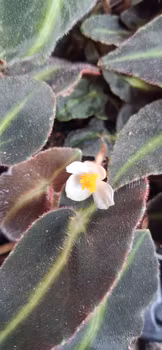 Begonia rex " Listada"