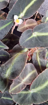 Begonia rex " Listada"