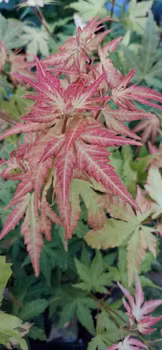 Acer Palmatum "Orange Dream"