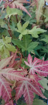 Acer Palmatum "Orange Dream"