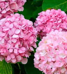 Hydrangea macrophylla, trädgårdshortensia, blå, rosa eller vit