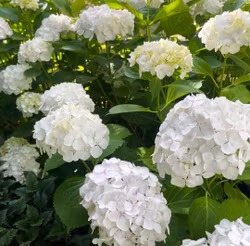 Hydrangea macrophylla, trädgårdshortensia, blå, rosa eller vit