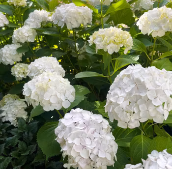 Hydrangea macrophylla, trädgårdshortensia, blå, rosa eller vit