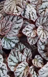 Begonia rex "Spirit of Bali"