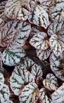 Begonia rex "Spirit of Bali"