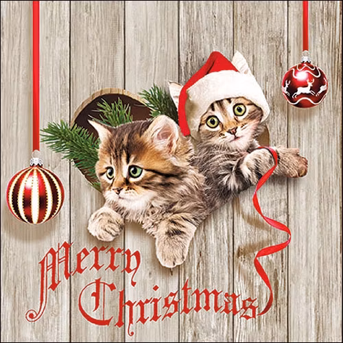 Julservett från Ambiente - *Nyfikna kattungar* - Curious kittens