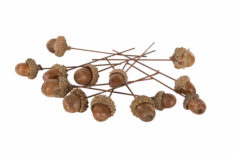 Ekollon/Tråd natur 2,5 cm - 5-pack