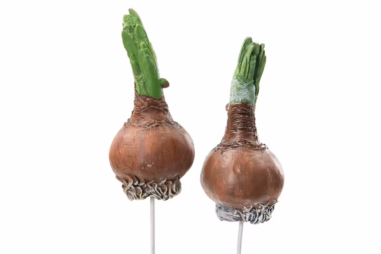 Blomsterlök, stick - 9,5 cm
