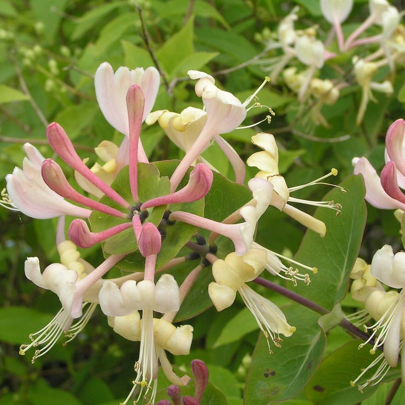 Kaprifol Papper & Present