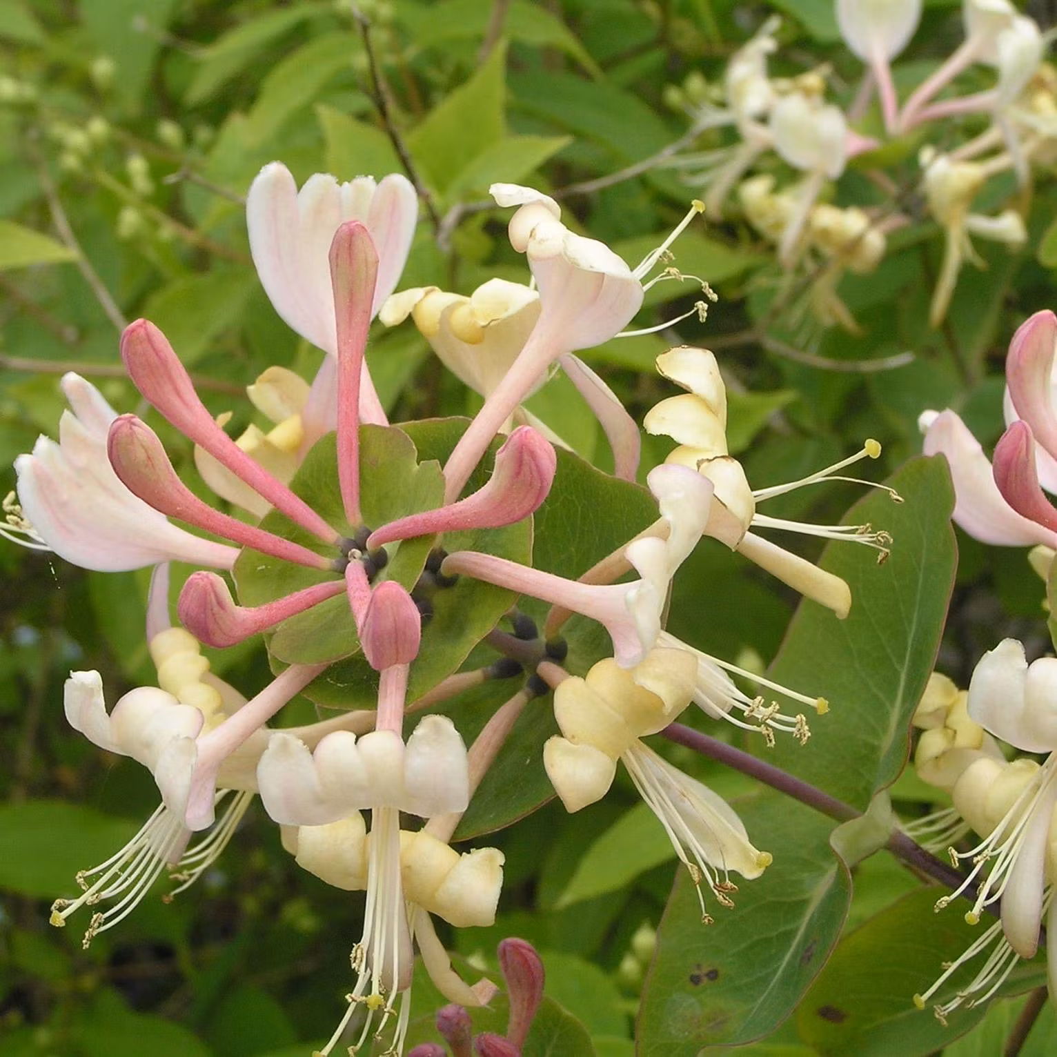 Kaprifol Papper & Present