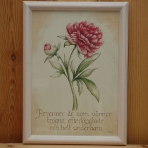Tavla "Perenner..."