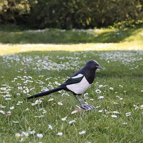 Handsnidad Skata i trä