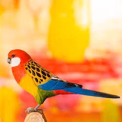 Handsnidad Praktrosella i trä