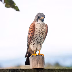 Handsnidad Tornfalk i trä
