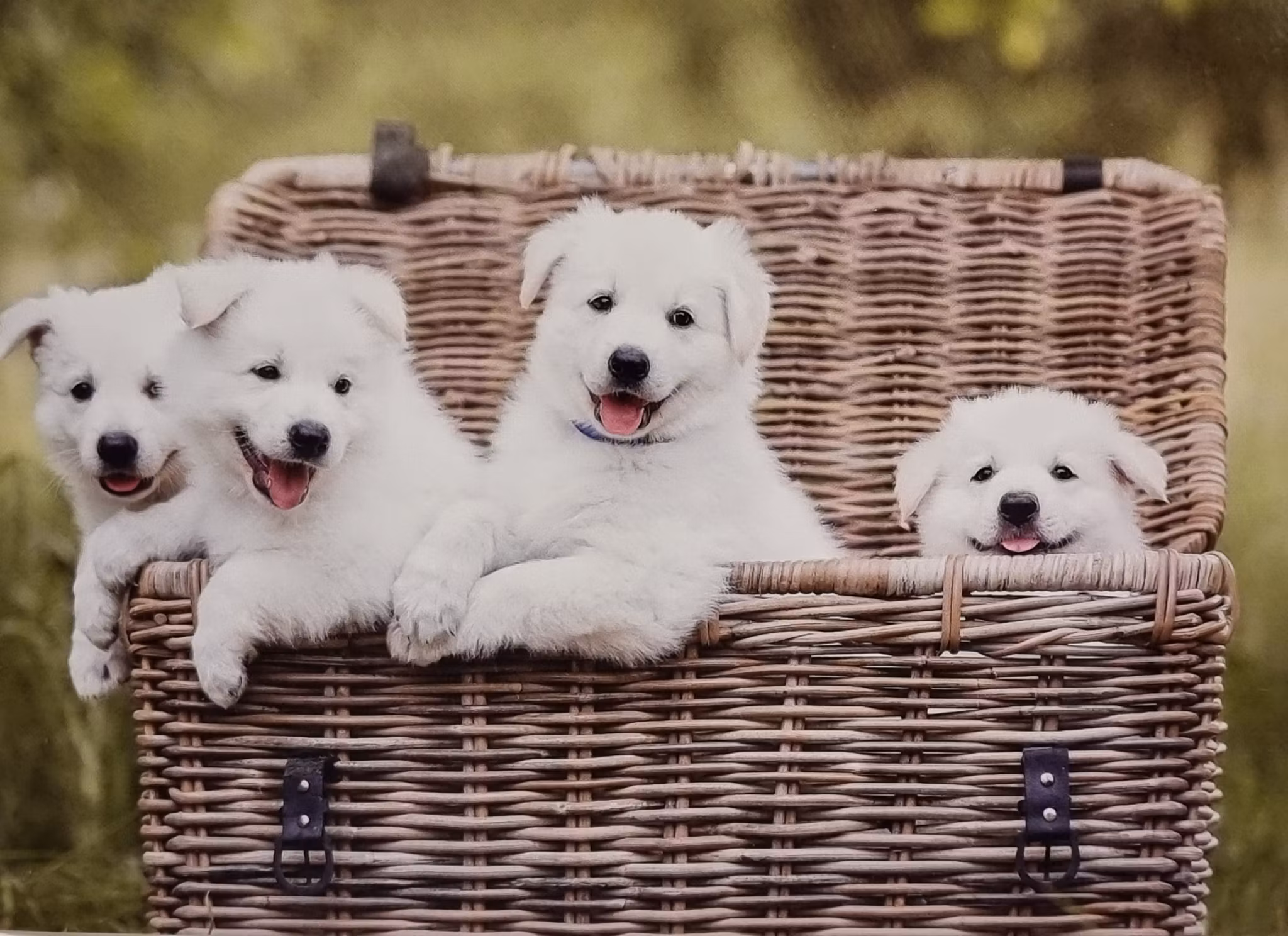 Vykort: Hund, 170 x 115 mm