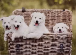 Vykort: Hund, 170 x 115 mm