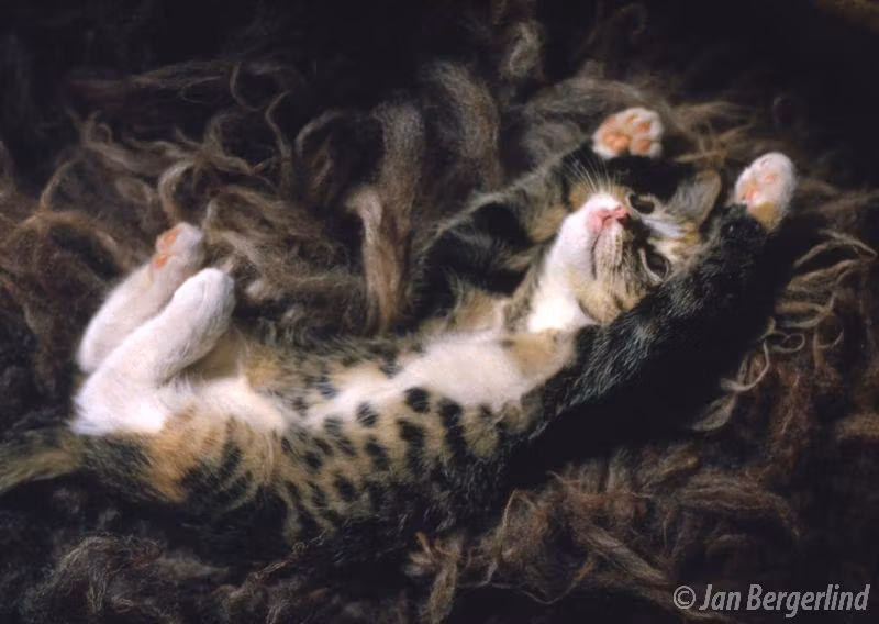 Vykort 148 x 105 mm,