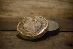 Förstenat trä, fossil
