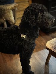 Namnbricka för Hund i silver