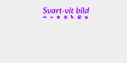 Svartvit bild 82x24 LILA