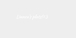 Linneas plats3 30x5 VIT