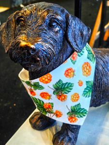 Hundscarf: Hjortron