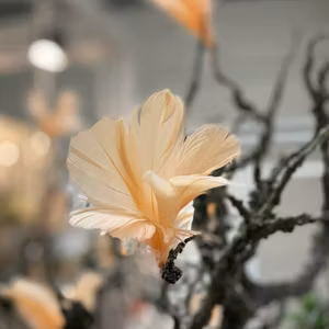 Fjäderblommor 12-pack: Aprikos