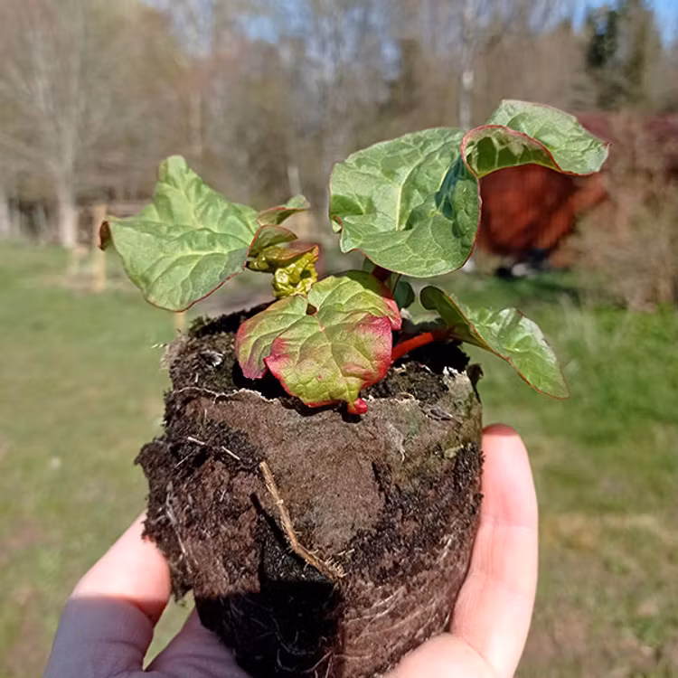 3st Rabarberplanta Berit rabarber