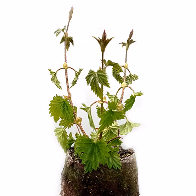 Humle Näs (SWE 54) Humleplanta