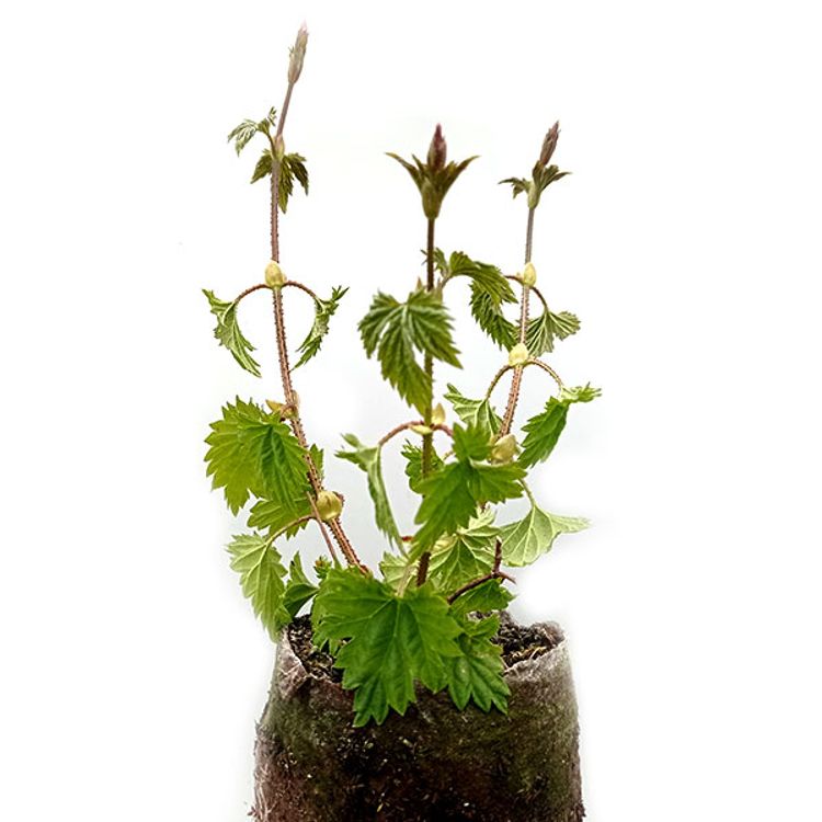 Humle Korsta (SWE 25) Humleplanta