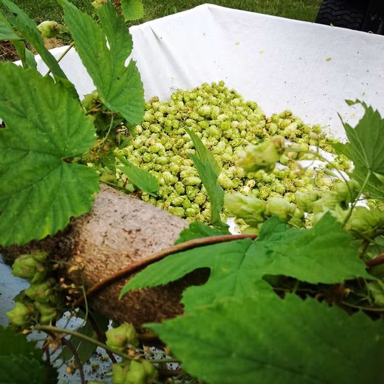 Humle Gamla Källmon (SWE2) Humleplanta