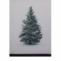 Gran en härlig julbonad i vitt med en gran i vinterskrud från Svanefors, mått 50 x 70 cm.