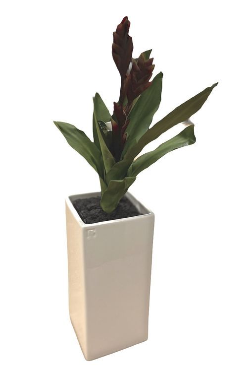 Hypericum kruka från Cult design i vitt.