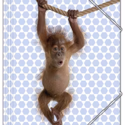 Orangutang en gummibandsmapp med med en söt orangutangunge och vita gummiband i A4 storlek från Hedlundgruppen, mappen är FSC godkänd.