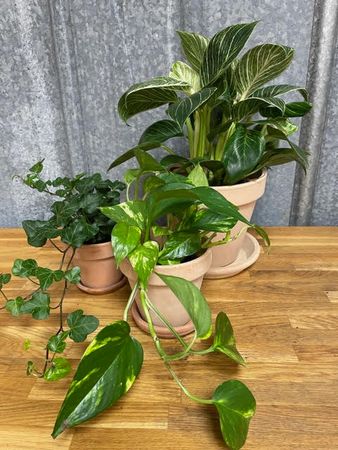 Terrakotta Fat