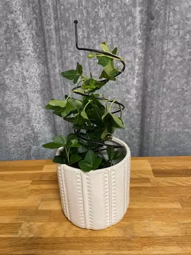Blomstöd/ Amaryllisstöd