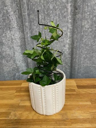 Blomstöd/ Amaryllisstöd