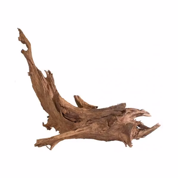 Mangroverot Nano 10-15 cm