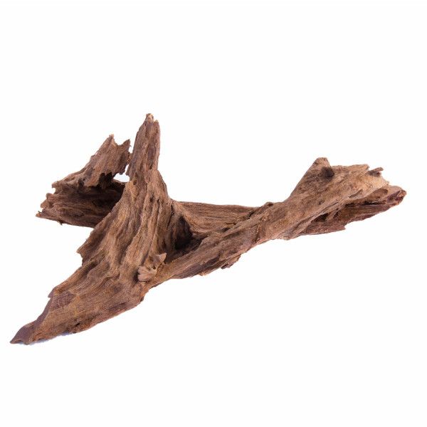 Mangroverot Medium 23-30 cm