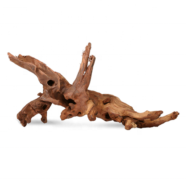Mangroverot Medium 23-30 cm