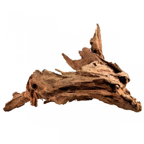 Mangroverot Medium 23-30 cm